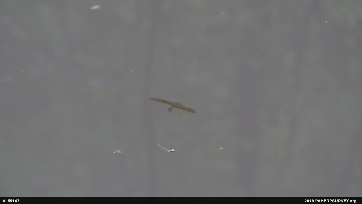 Red-spotted Newt