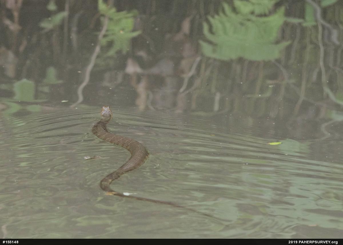 Northern Watersnake