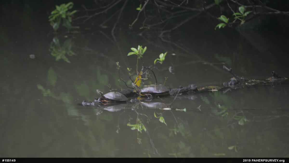 Eastern Painted Turtle