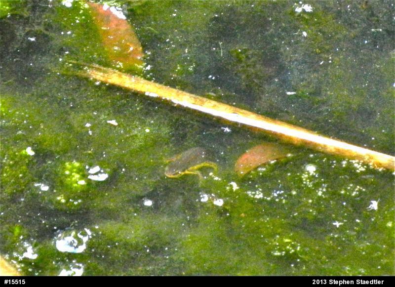 Red-spotted Newt