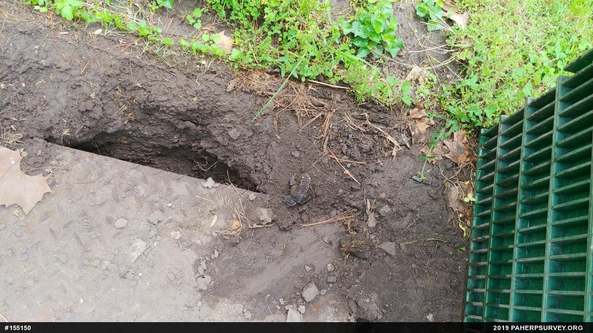 Eastern American Toad