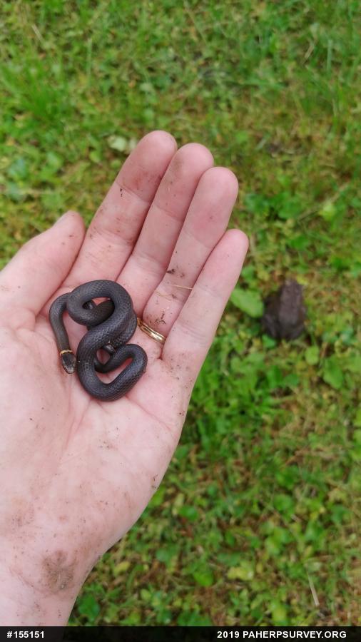 Northern Ring-necked Snake