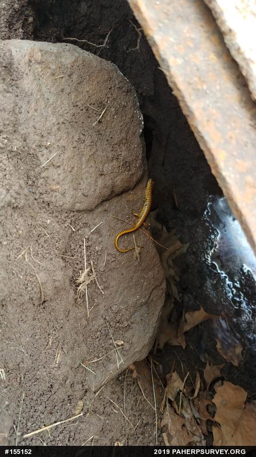 Eastern Long-tailed Salamander