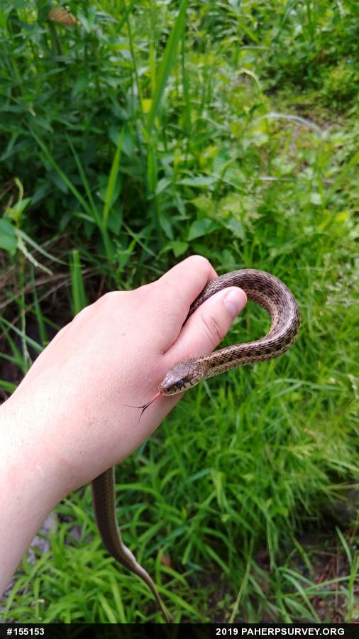 Eastern Gartersnake