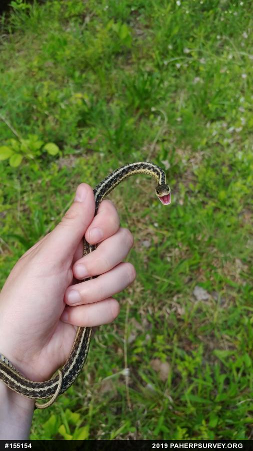 Eastern Gartersnake