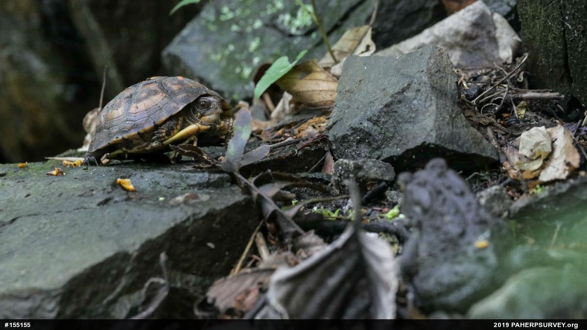 Eastern Box Turtle