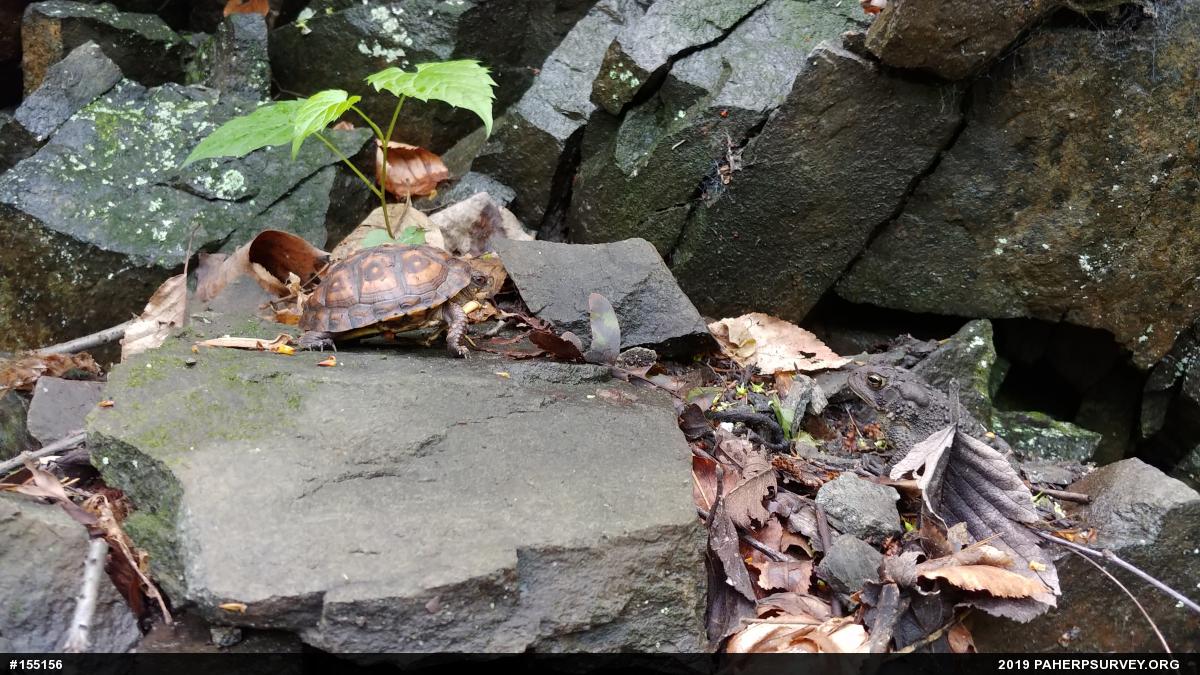 Eastern American Toad