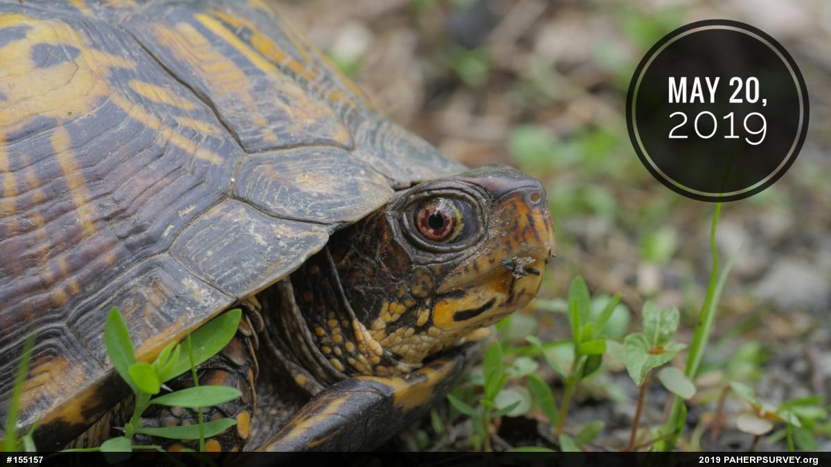 Eastern Box Turtle