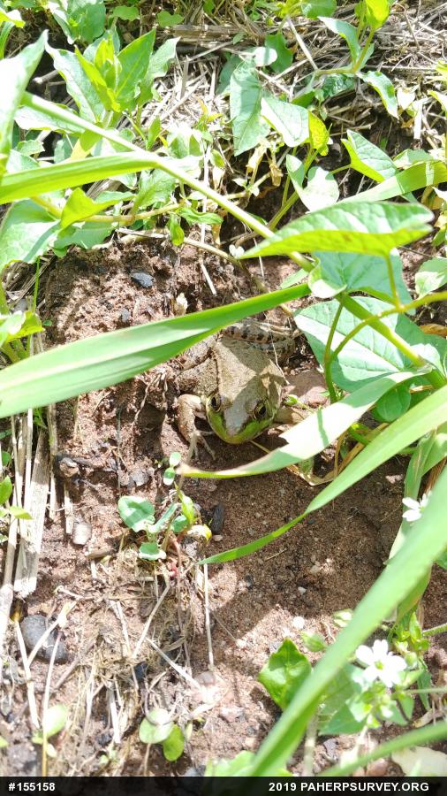Green Frog