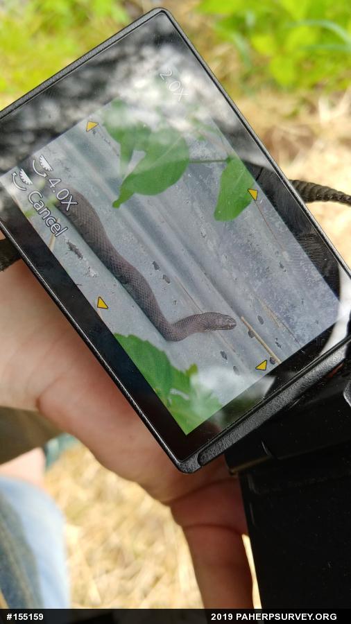 Northern Watersnake