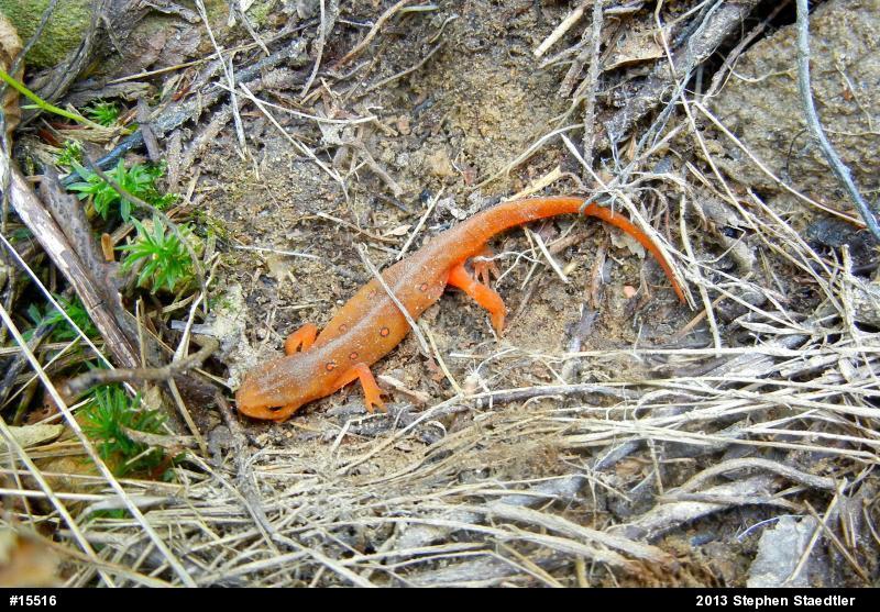 Red-spotted Newt