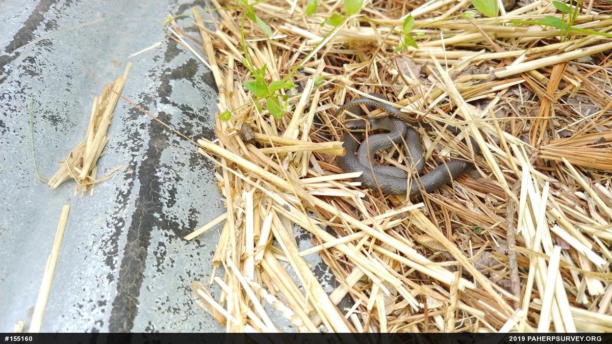 Northern Ring-necked Snake