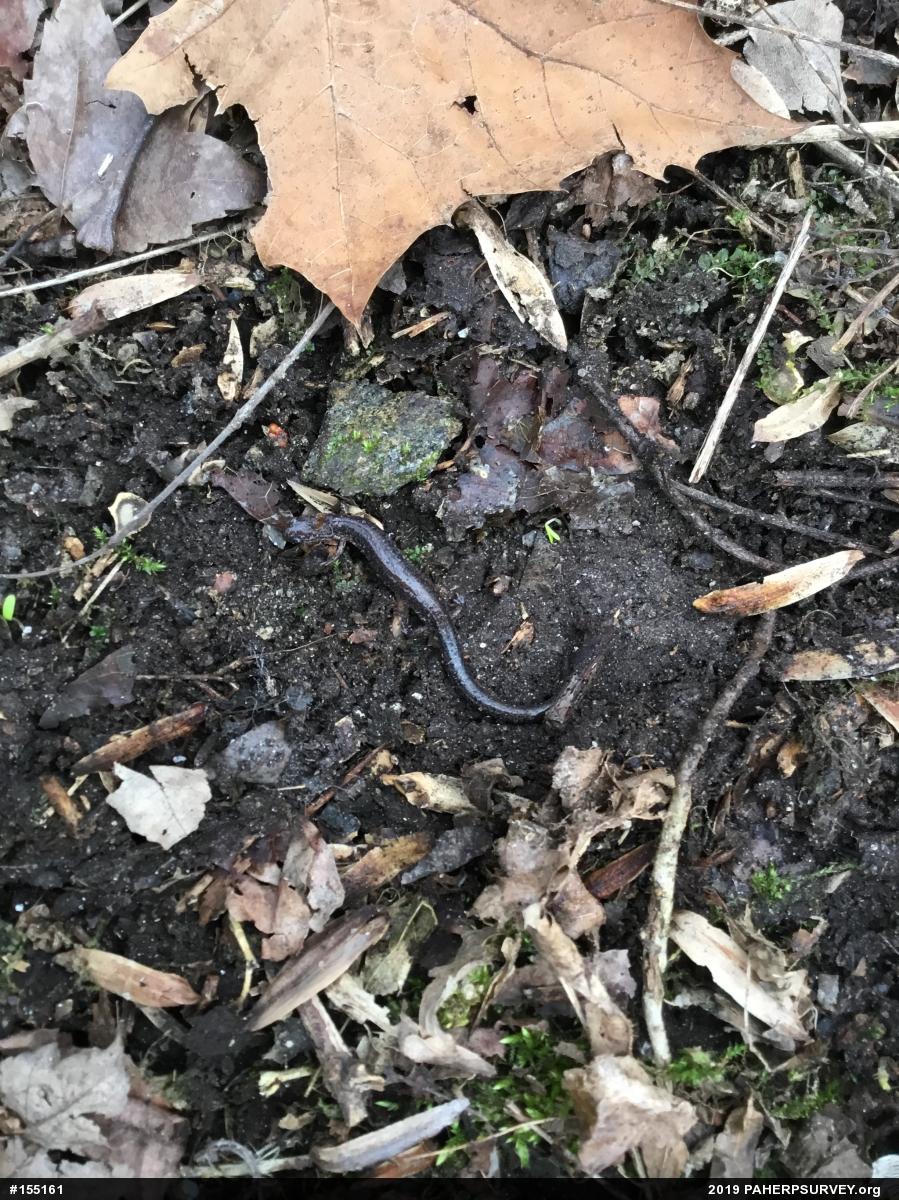 Eastern Red-backed  Salamander