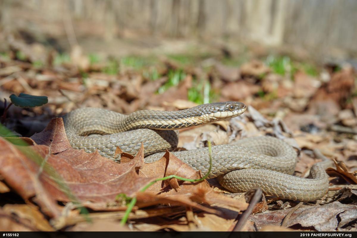 Queensnake