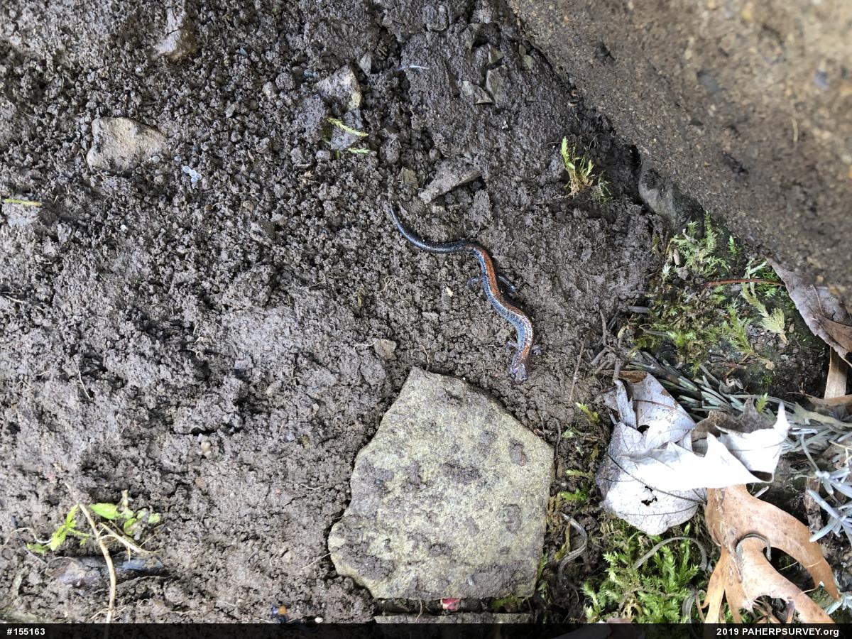 Eastern Red-backed  Salamander