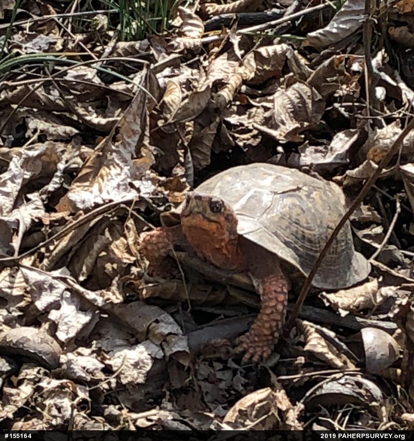 Eastern Box Turtle