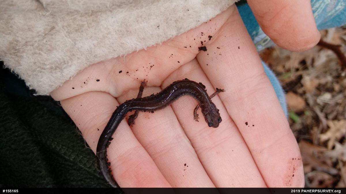 Eastern Red-backed  Salamander