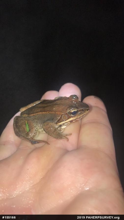 Wood Frog