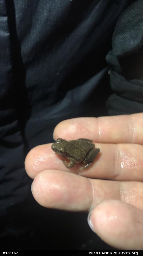Spring Peeper