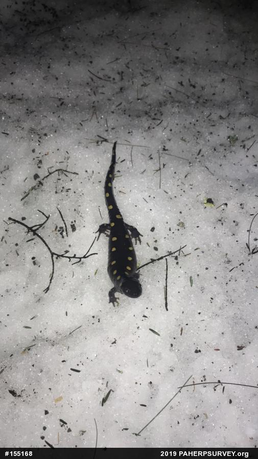 Spotted Salamander