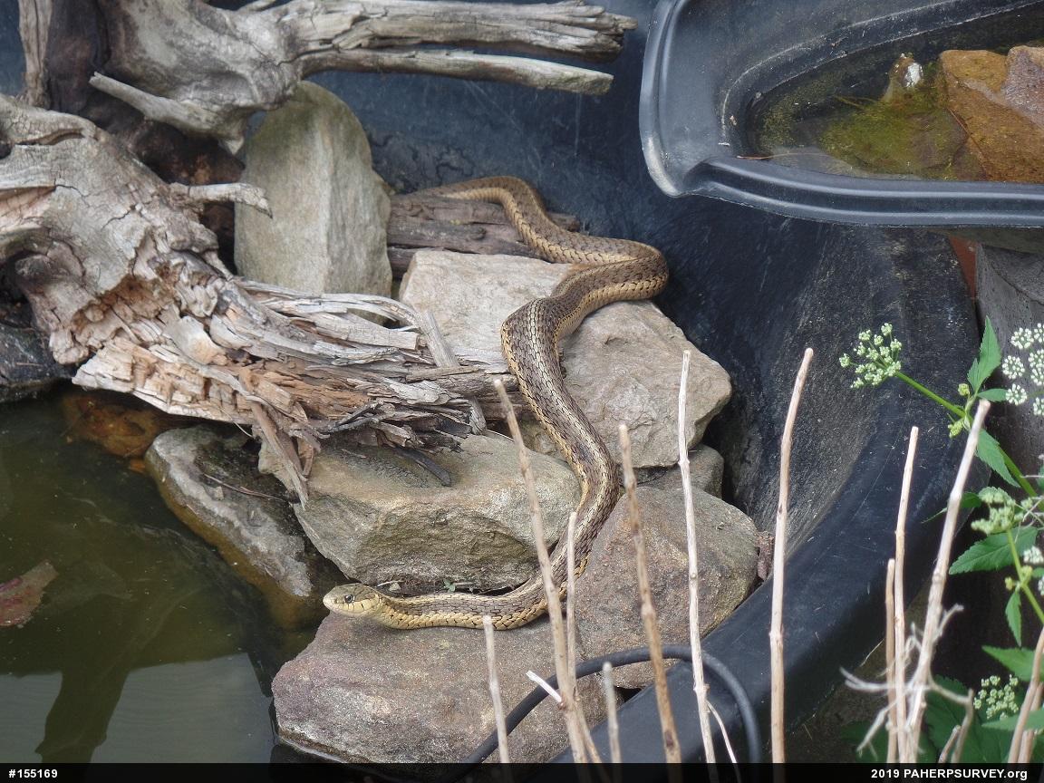 Eastern Gartersnake