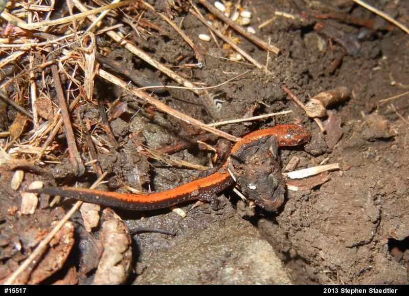 Eastern Red-backed  Salamander