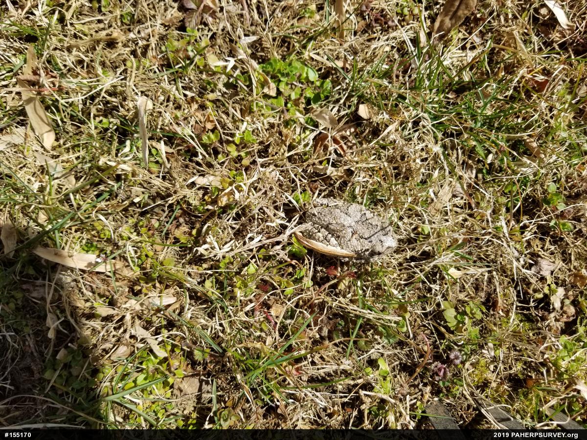 Unknown Gray Treefrog