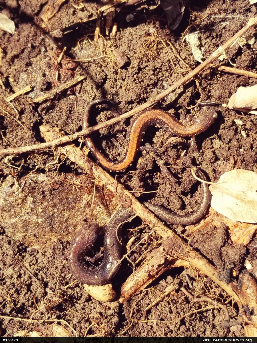 Eastern Red-backed  Salamander
