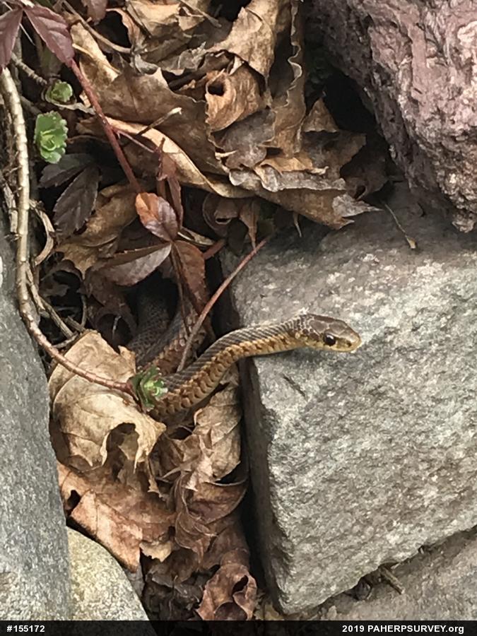 Eastern Gartersnake
