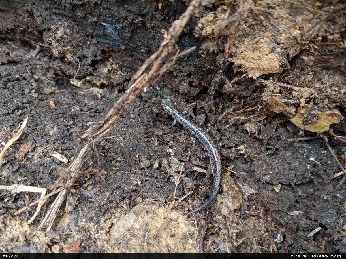 Eastern Red-backed  Salamander