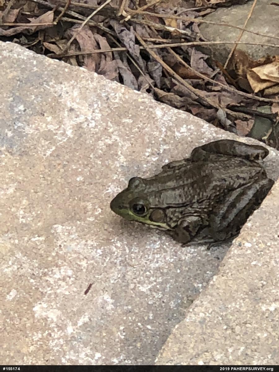 Green Frog