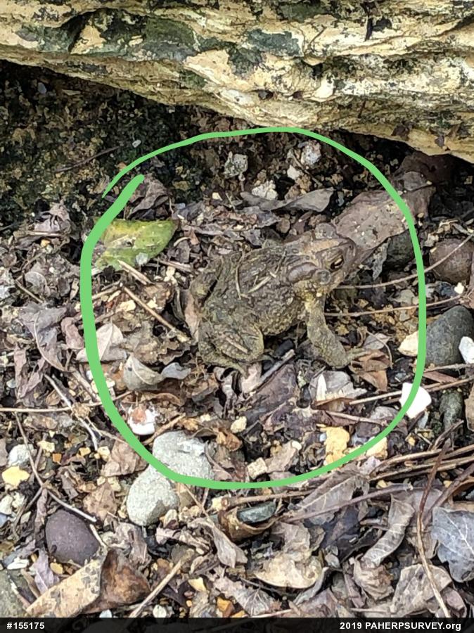 Eastern American Toad