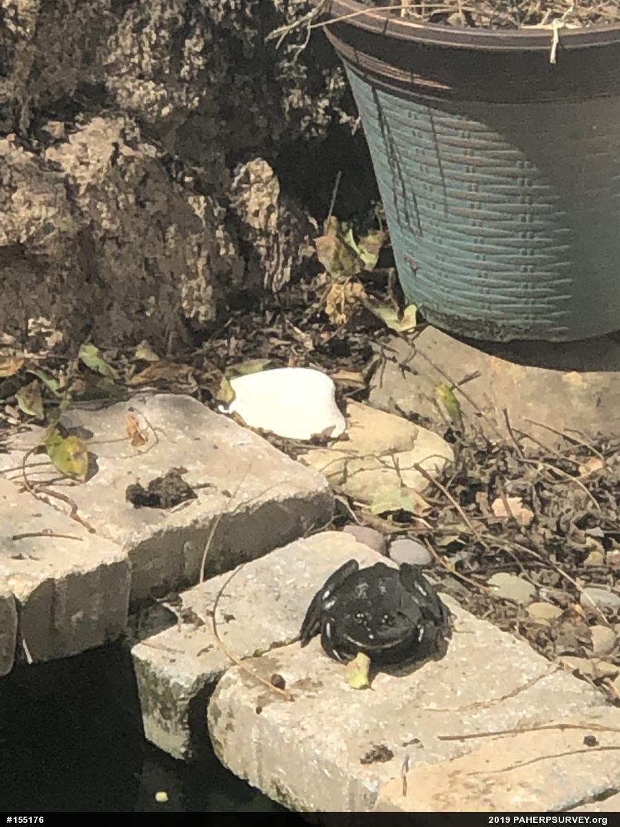 American Bullfrog