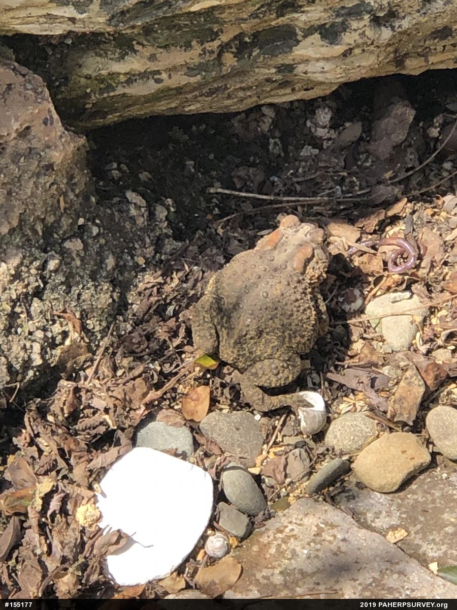 Eastern American Toad