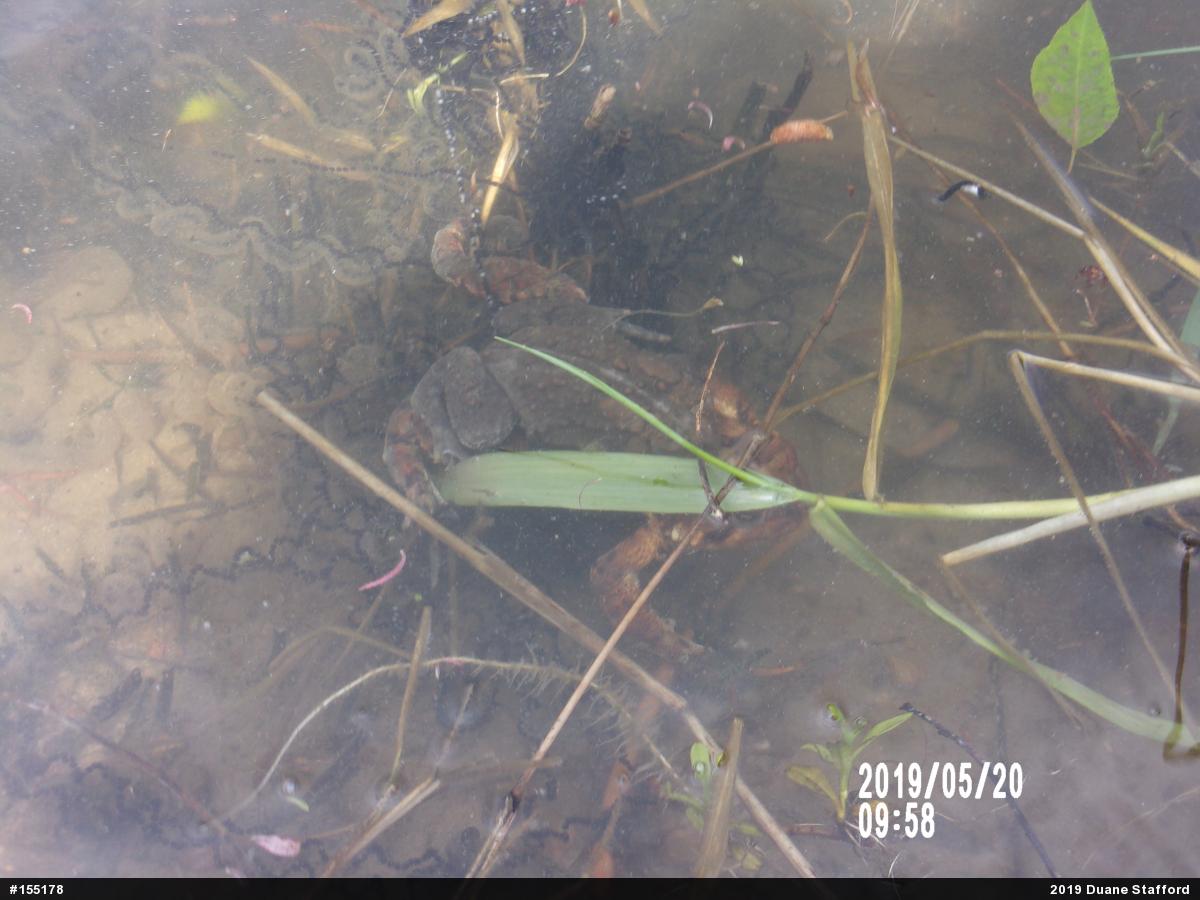 Eastern American Toad