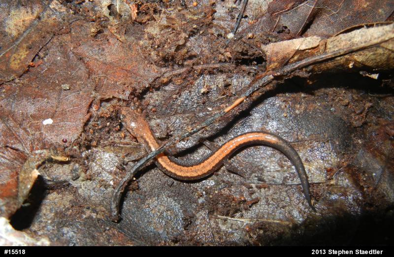 Eastern Red-backed  Salamander