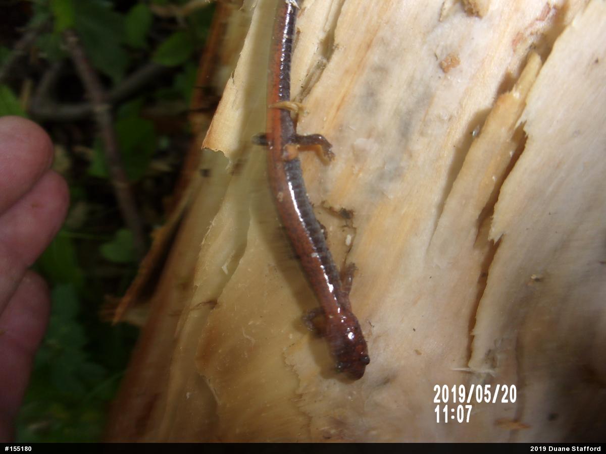 Eastern Red-backed  Salamander