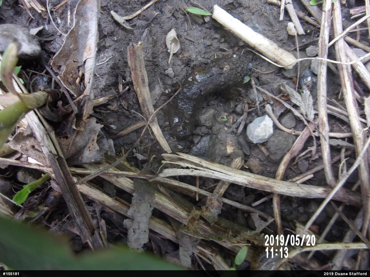 Eastern American Toad