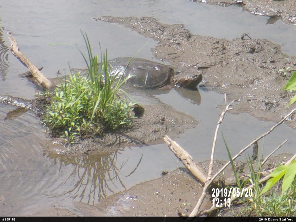Snapping Turtle