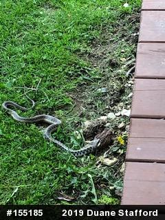 Eastern Gartersnake