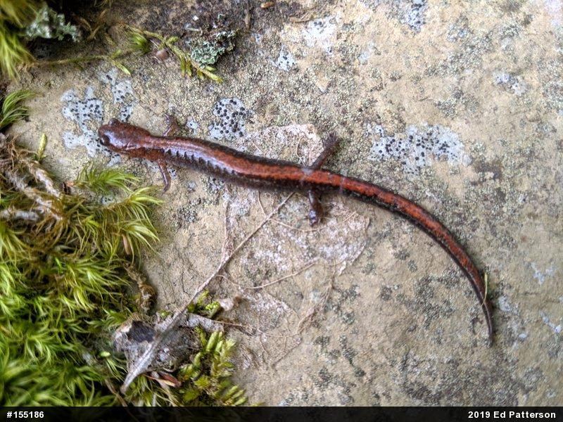Eastern Red-backed  Salamander