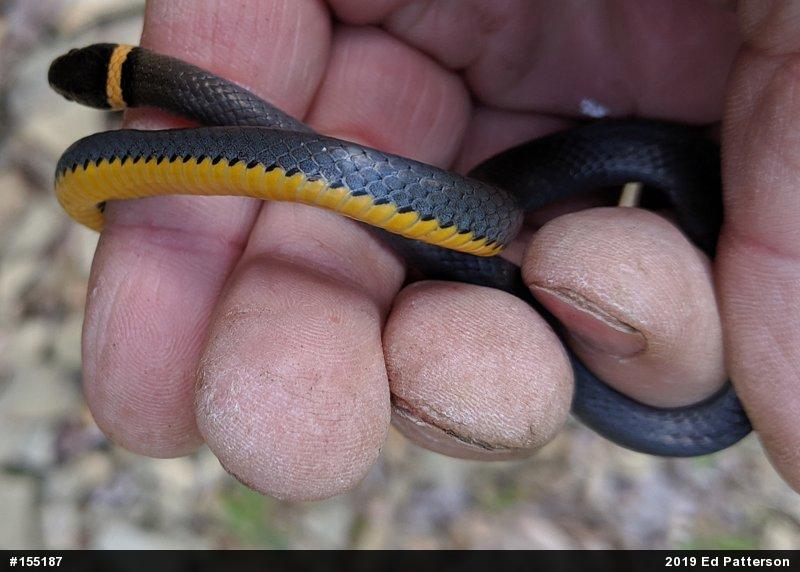 Northern Ring-necked Snake
