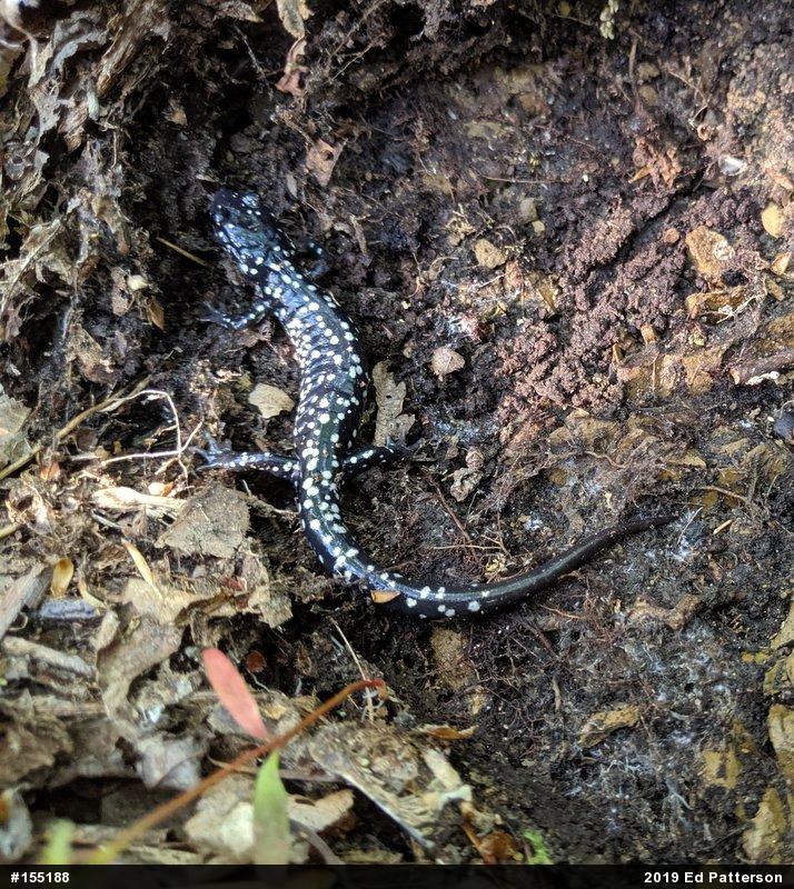 Northern Slimy Salamander