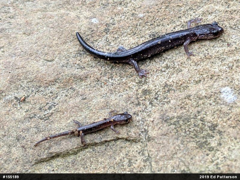 Wehrle's Salamander