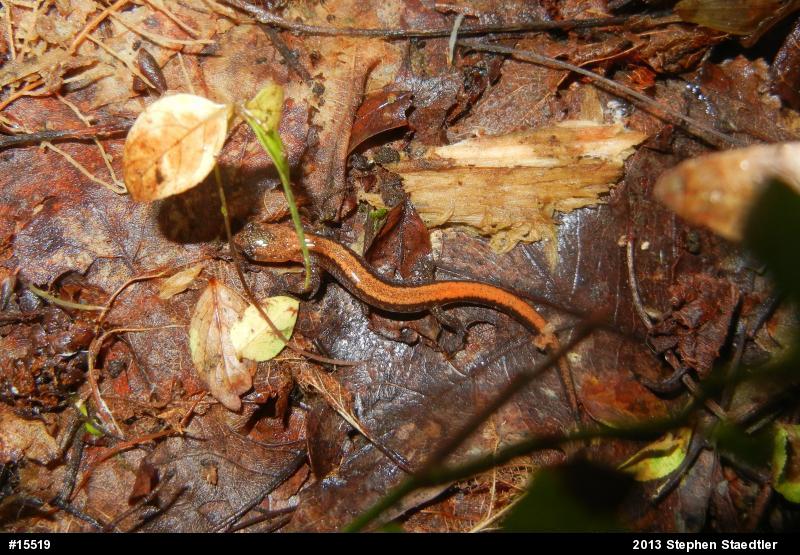 Eastern Red-backed  Salamander