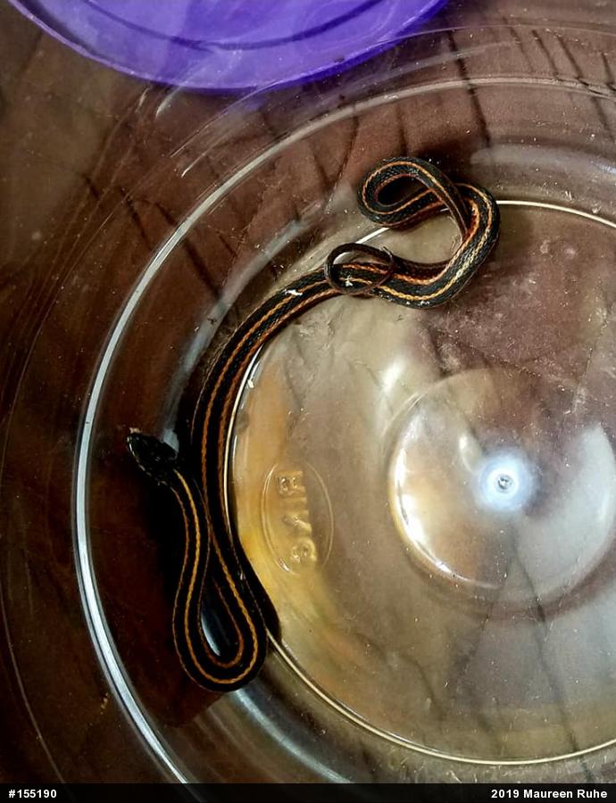 Eastern Gartersnake