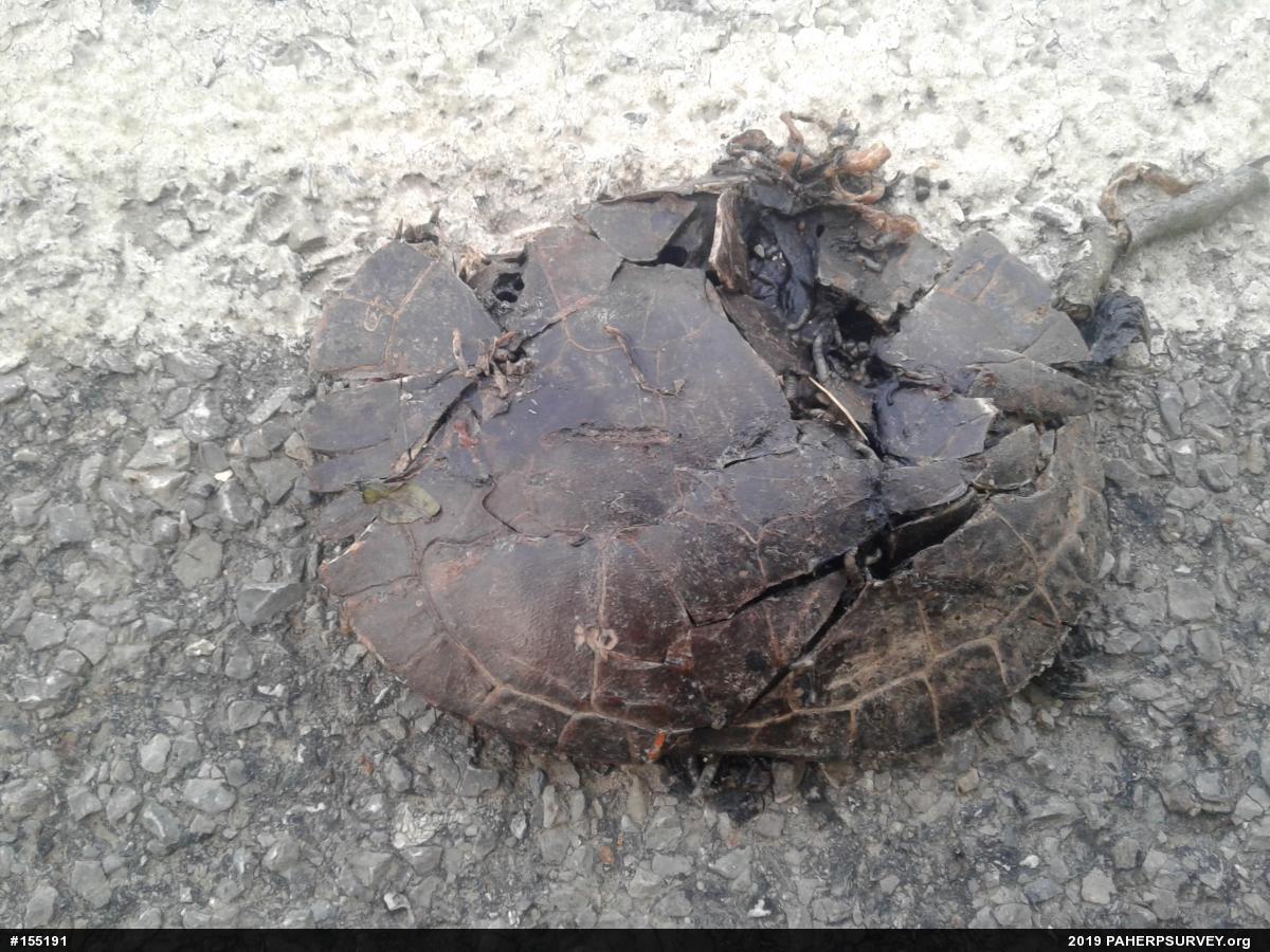 Midland Painted Turtle