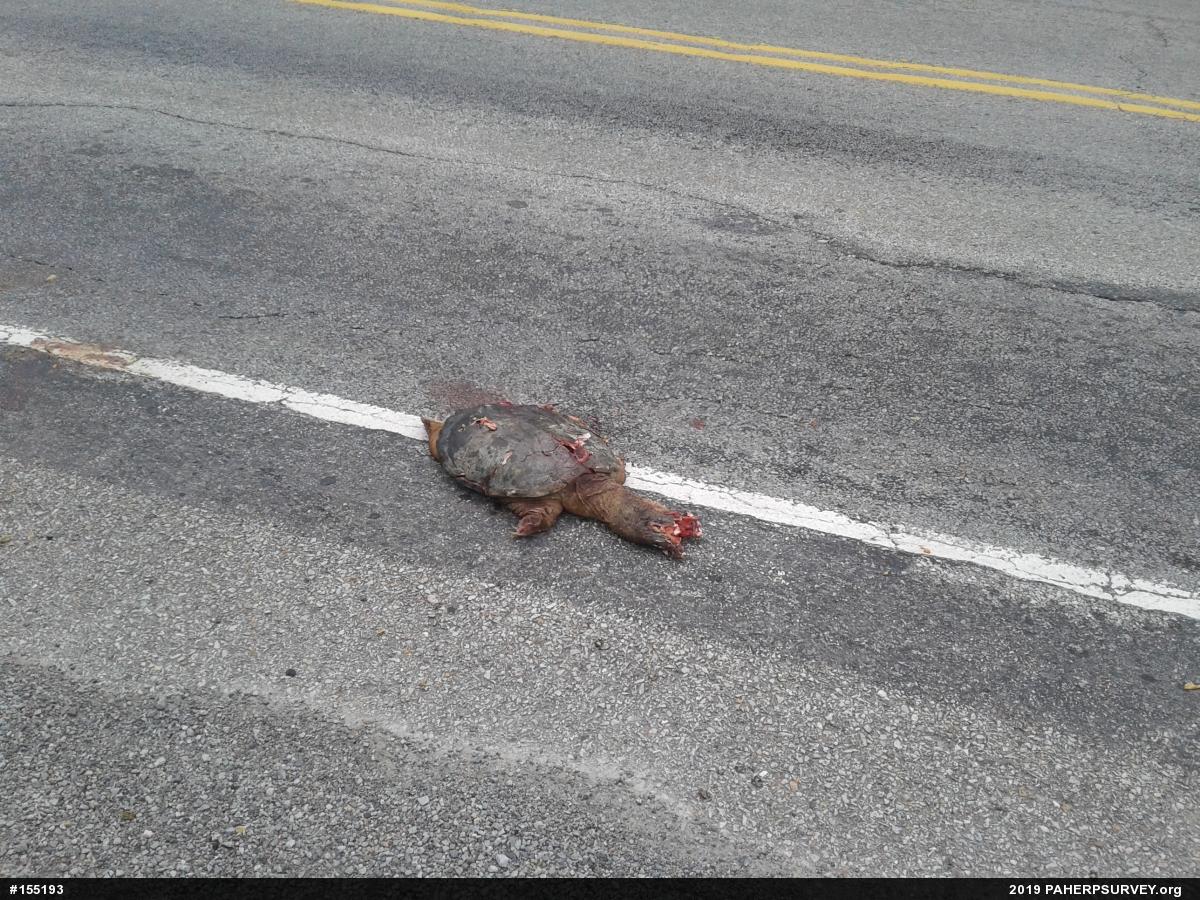 Snapping Turtle