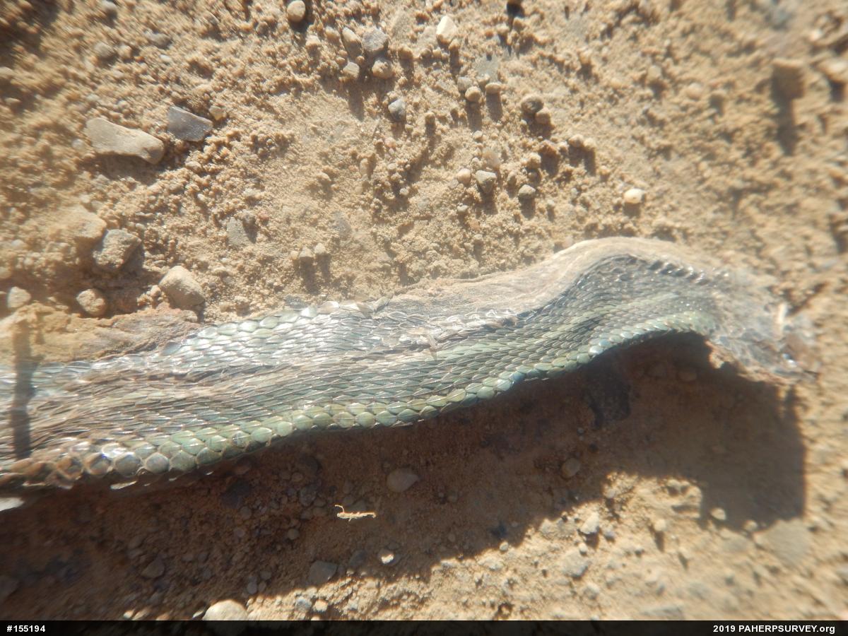 Shorthead Gartersnake