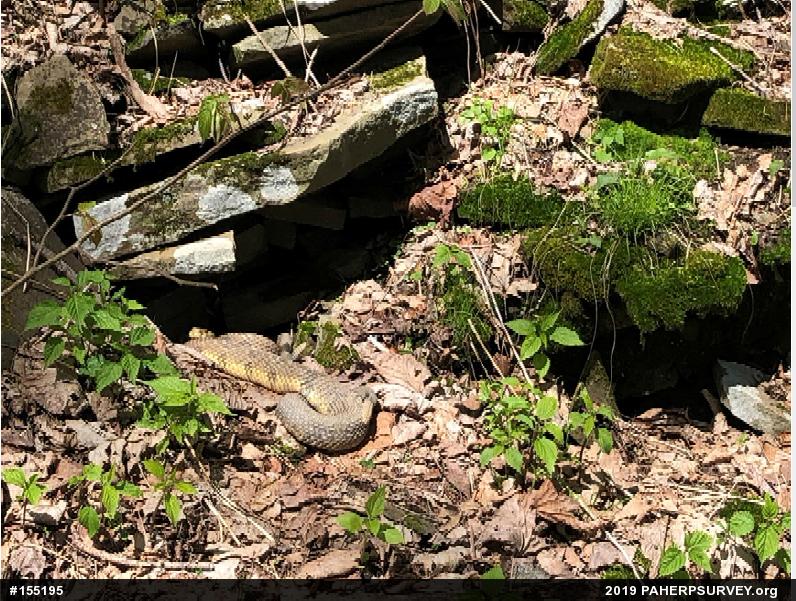 Timber Rattlesnake